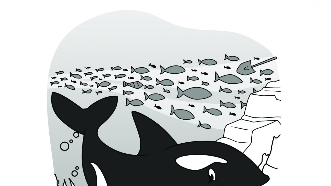 Hidden Pictures Orca