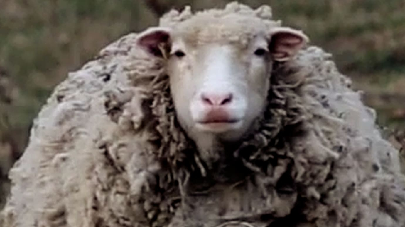 Animal Farm