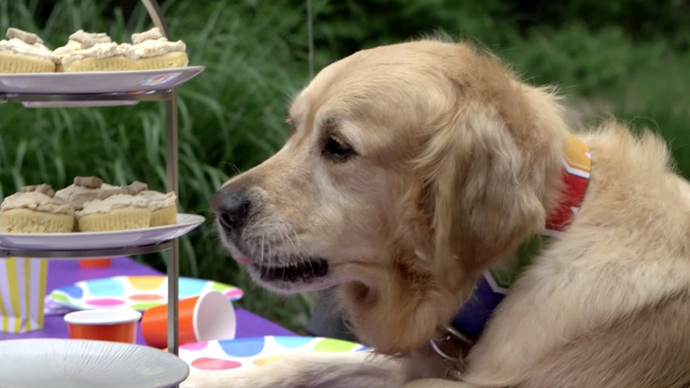 Dog Birthday Party