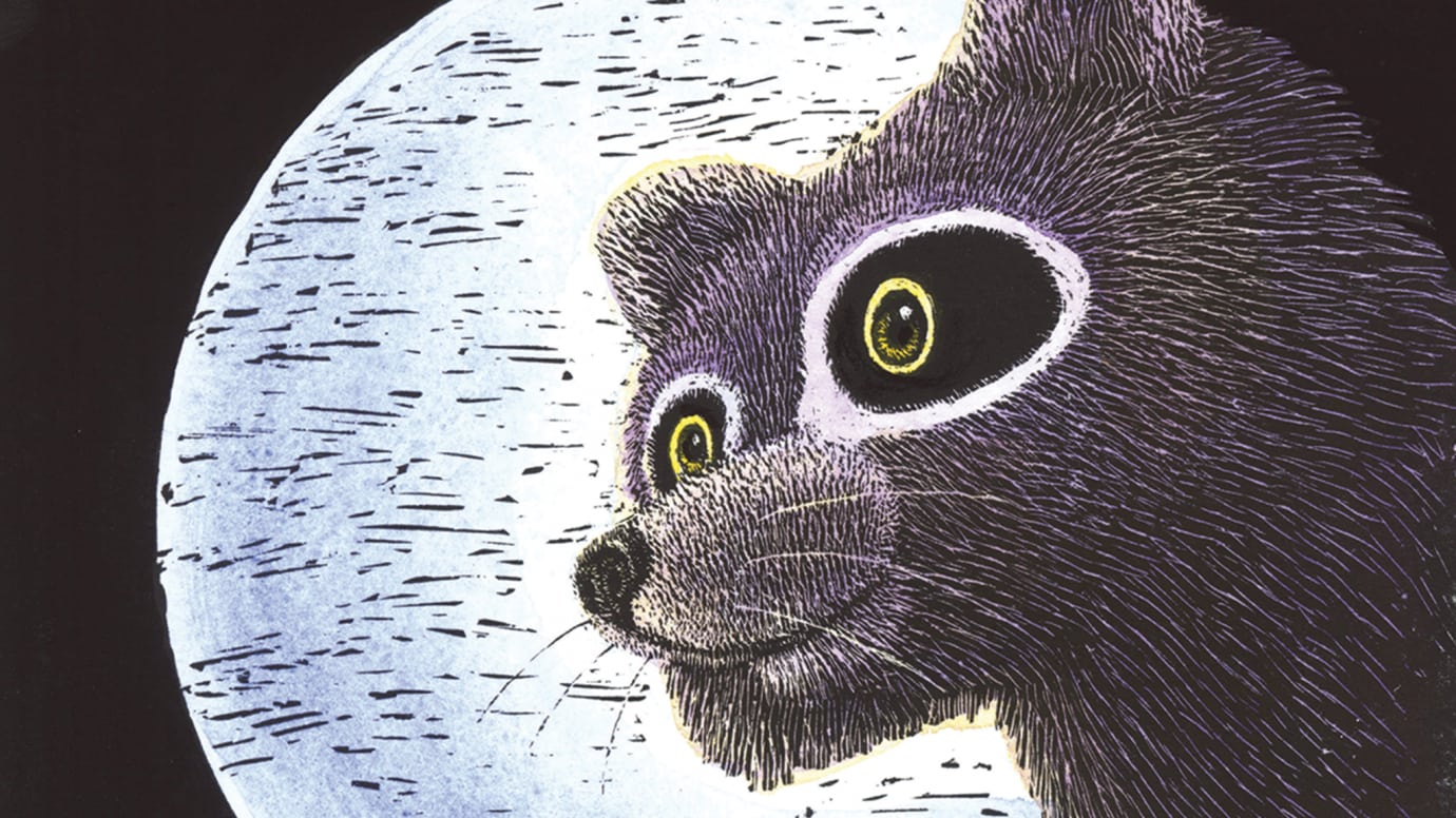Raccoon on the Moon