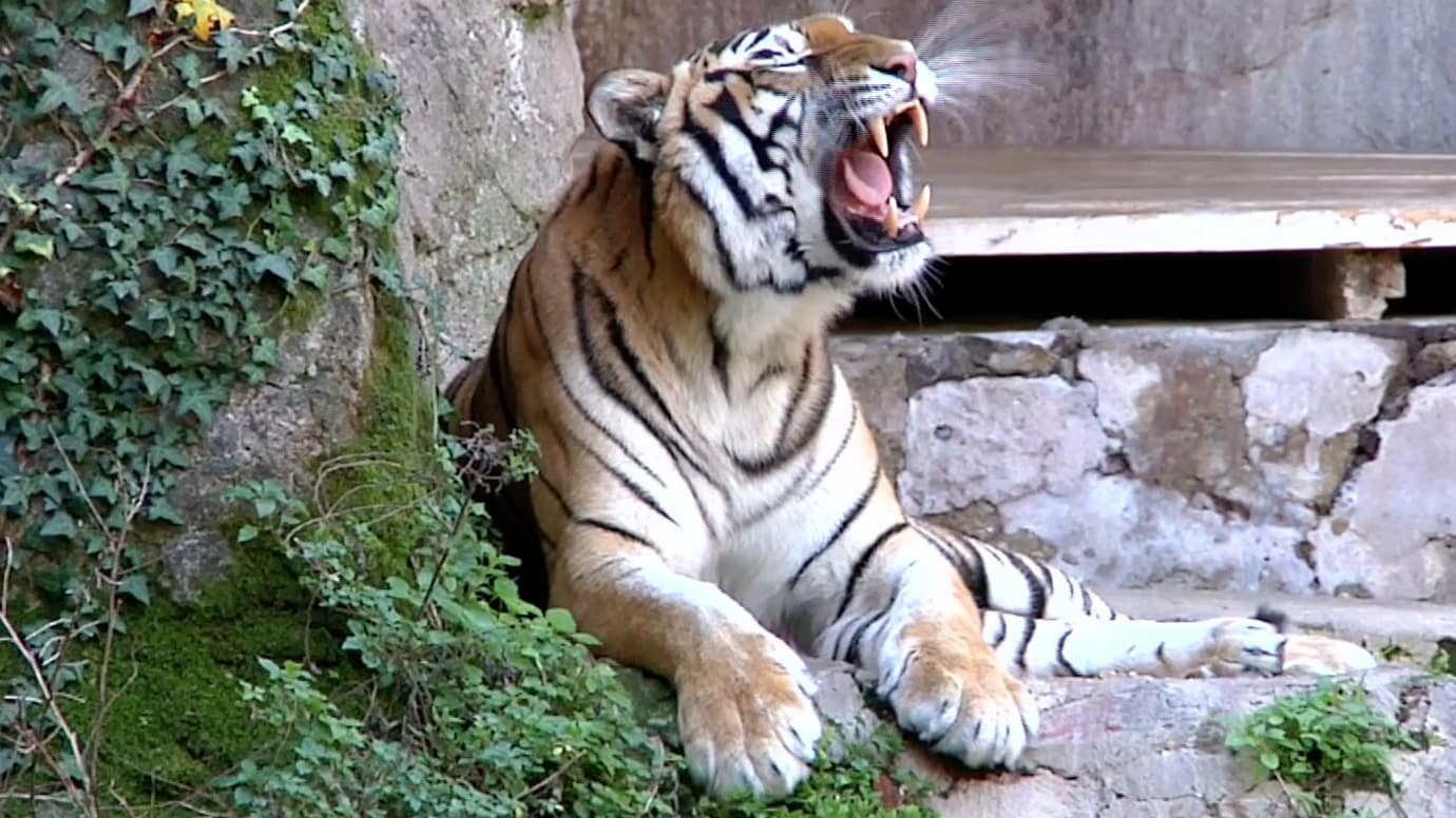 Hey Zookeeper