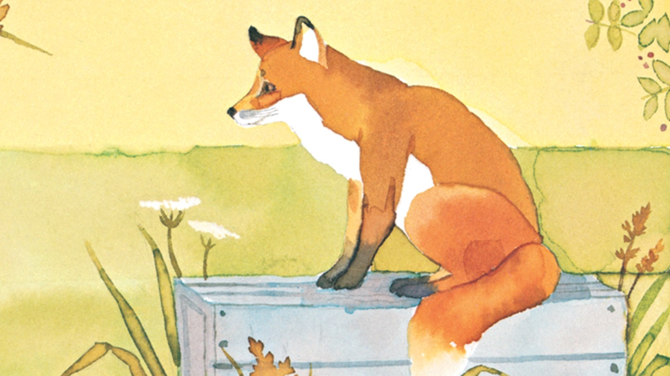 The Fox on the Box