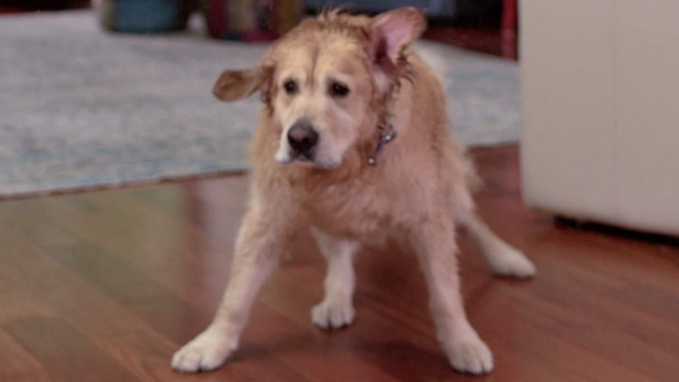 Wet Dog
