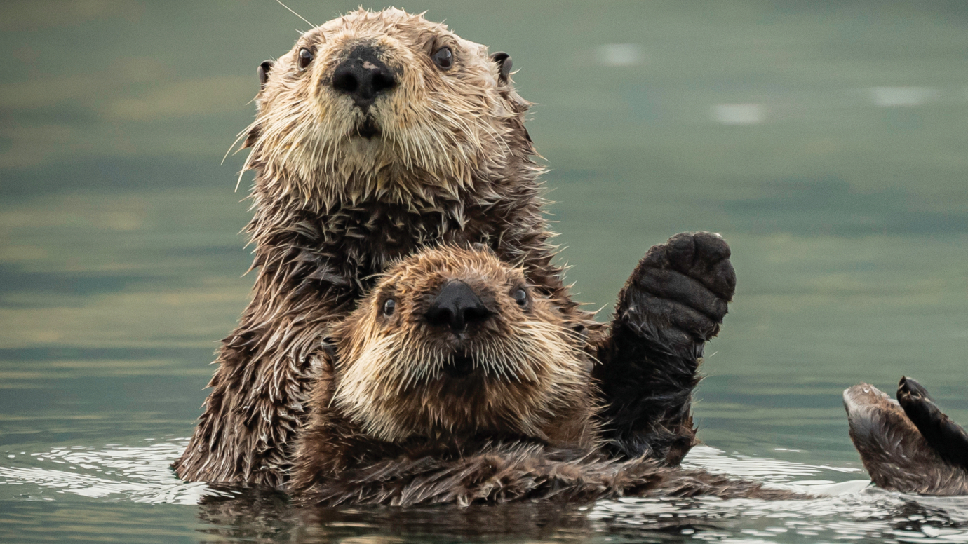 Adventurous Otters