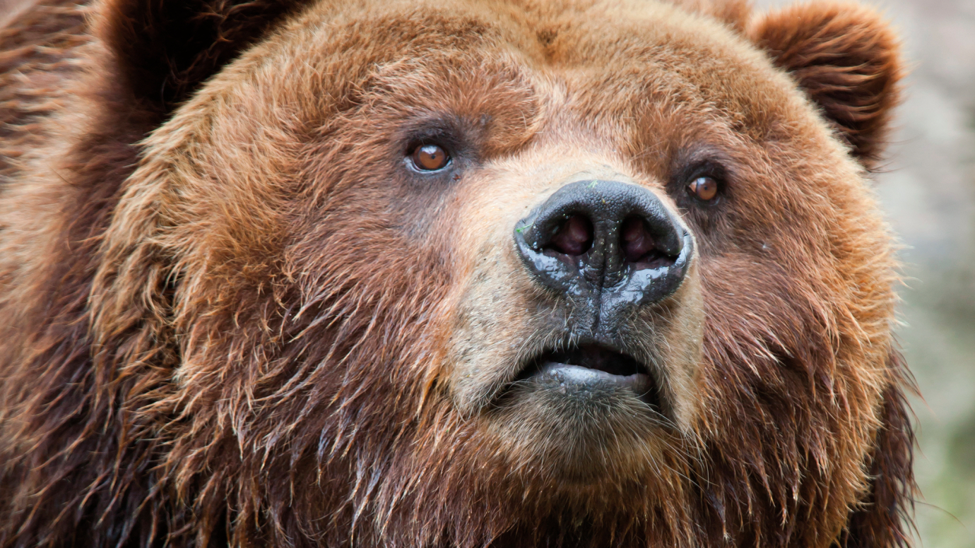 All About Bears: K
