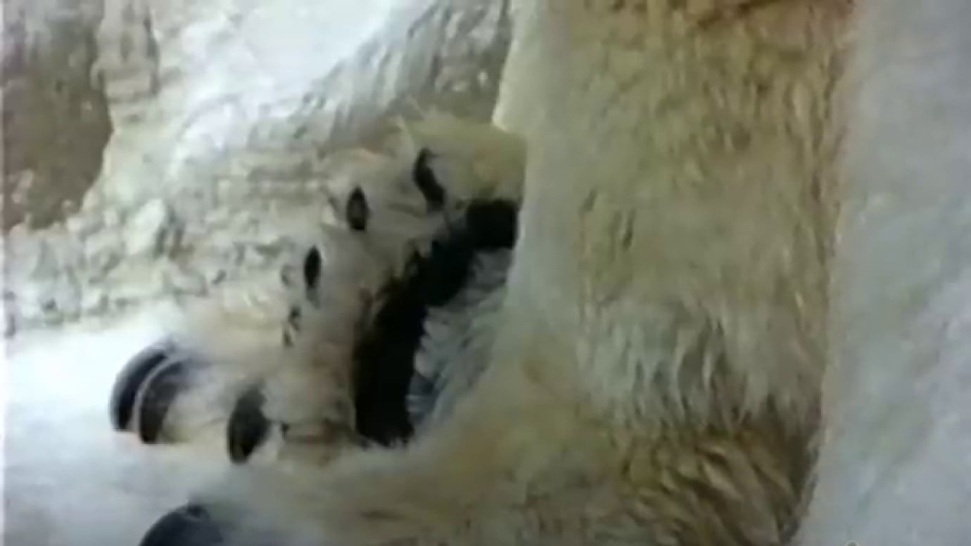 Animal Close Up