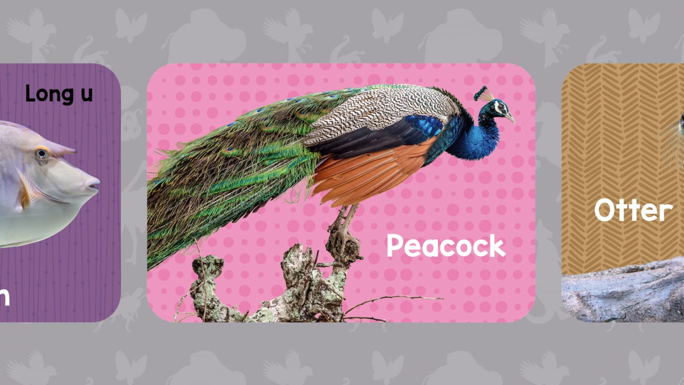 Animal Alphabet Flash Cards - K