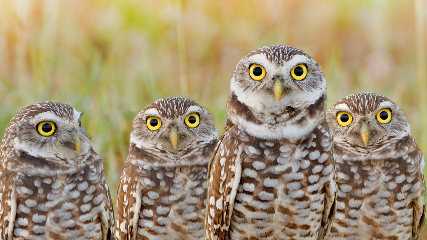 Awesome Owls: First Grade Quiz