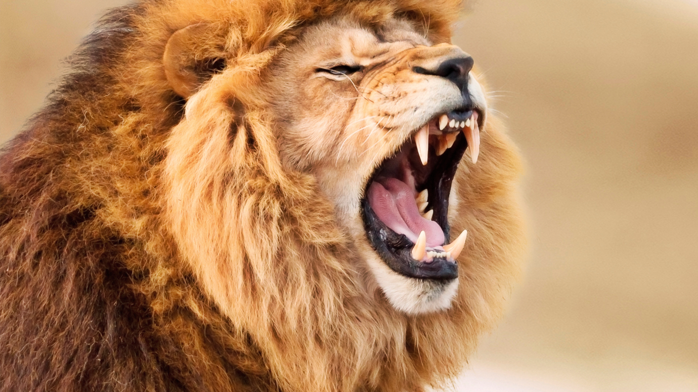 Big Cats: P