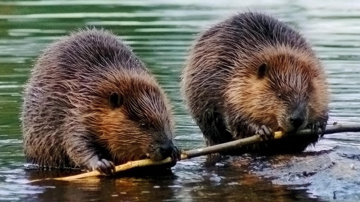 Busy Beavers: Kindergarten