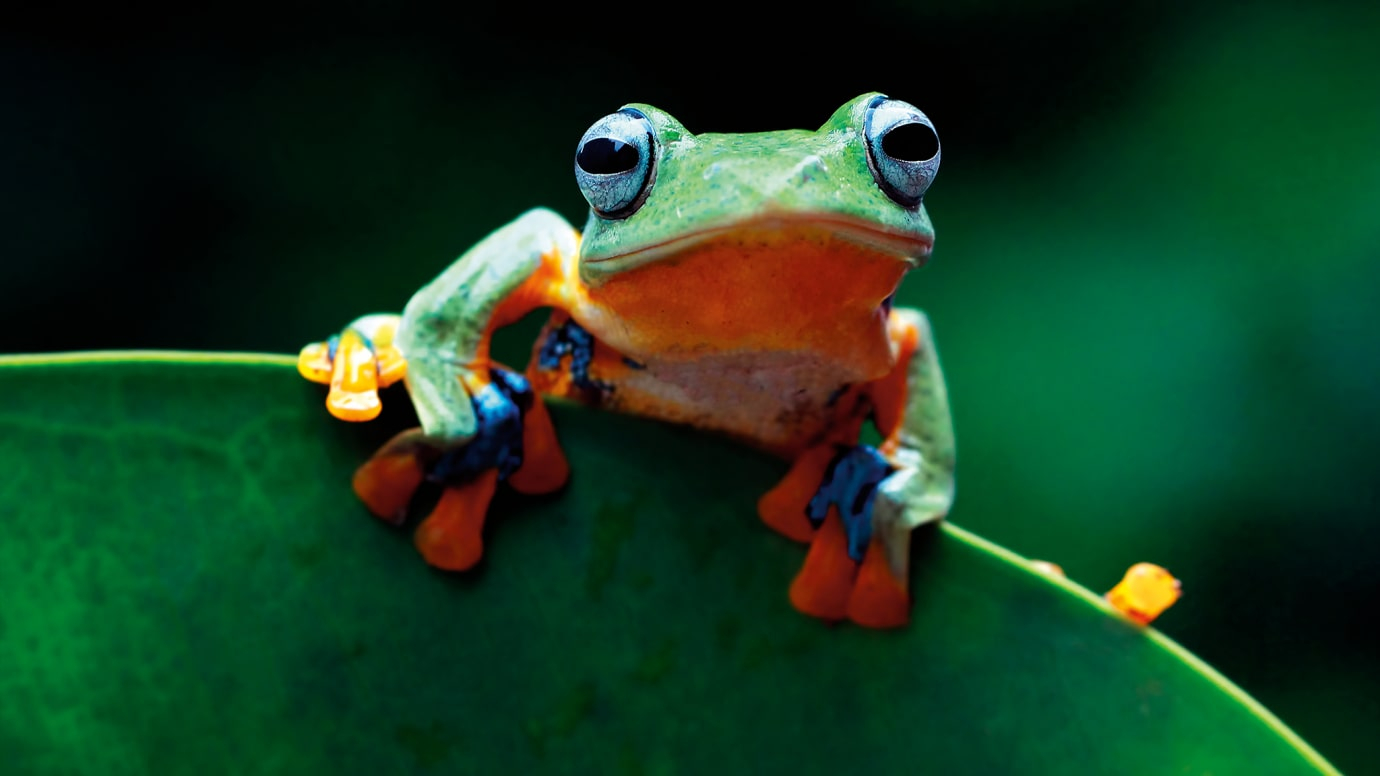 Fantastic Frogs