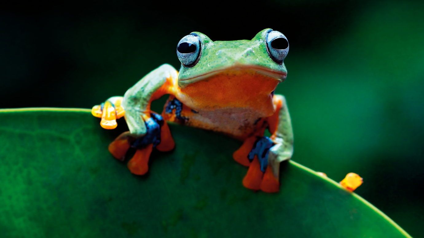 Fantastic Frogs: Kindergarten Quiz