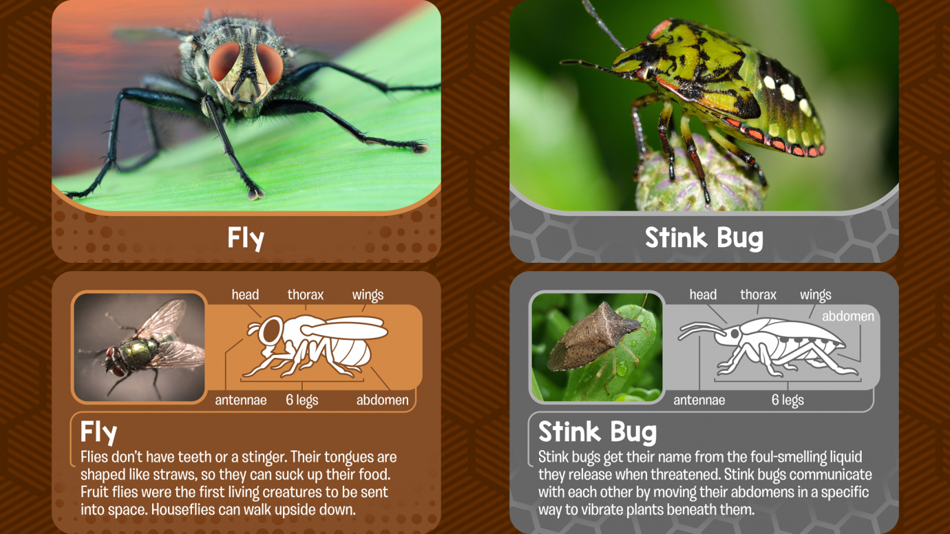 Insect Flash Cards