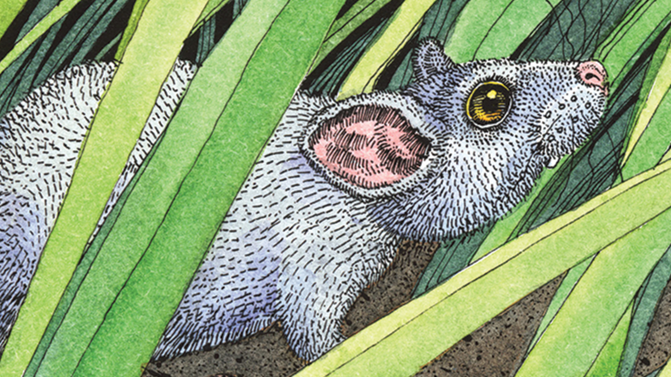 Mouse and Owl: 1st