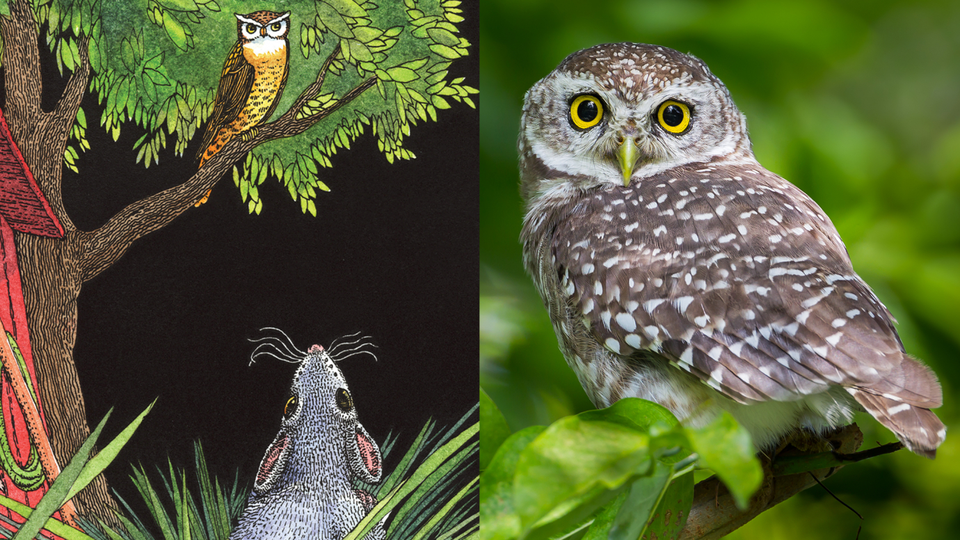 Mouse and Owl & Awesome Owls: First Grade Quiz