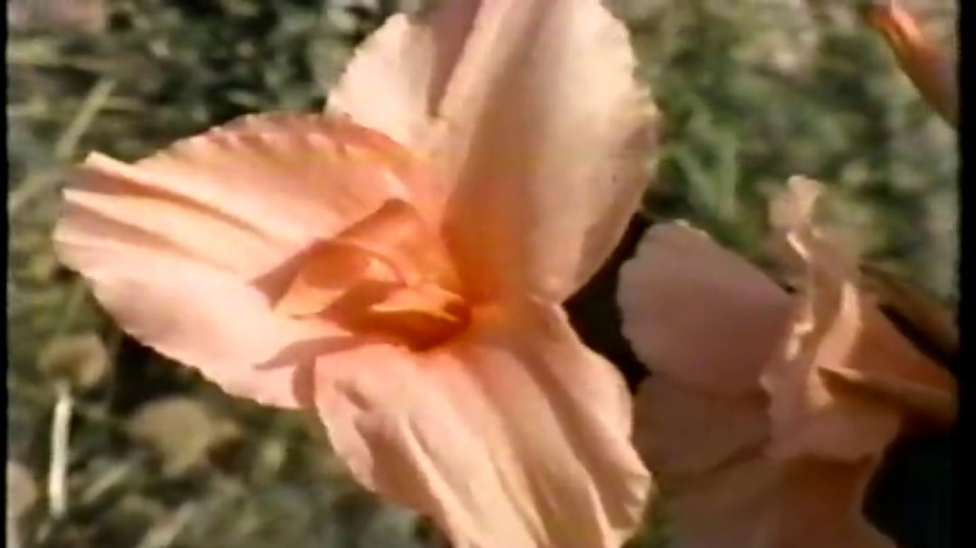 Counting Close-up