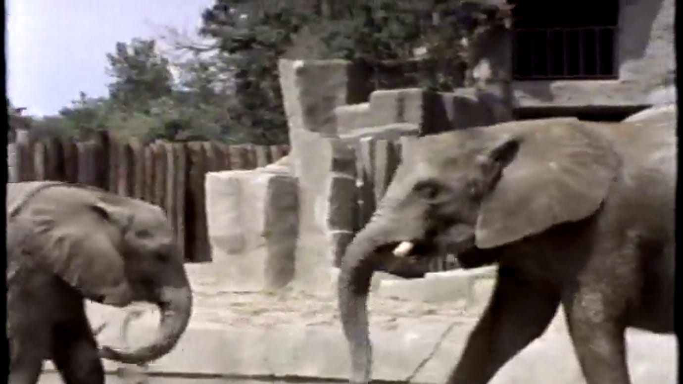 Zoo Time