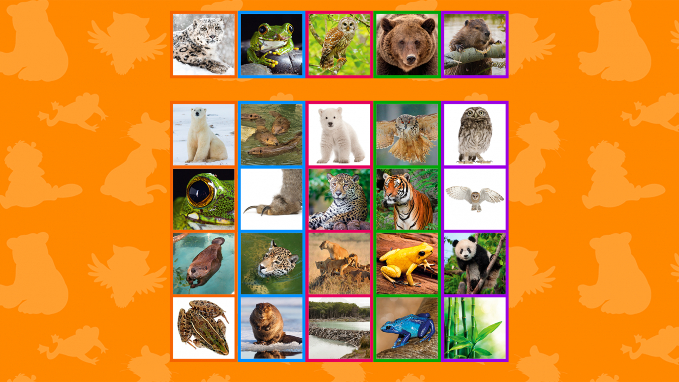 Sort it Out Animals: 1st
