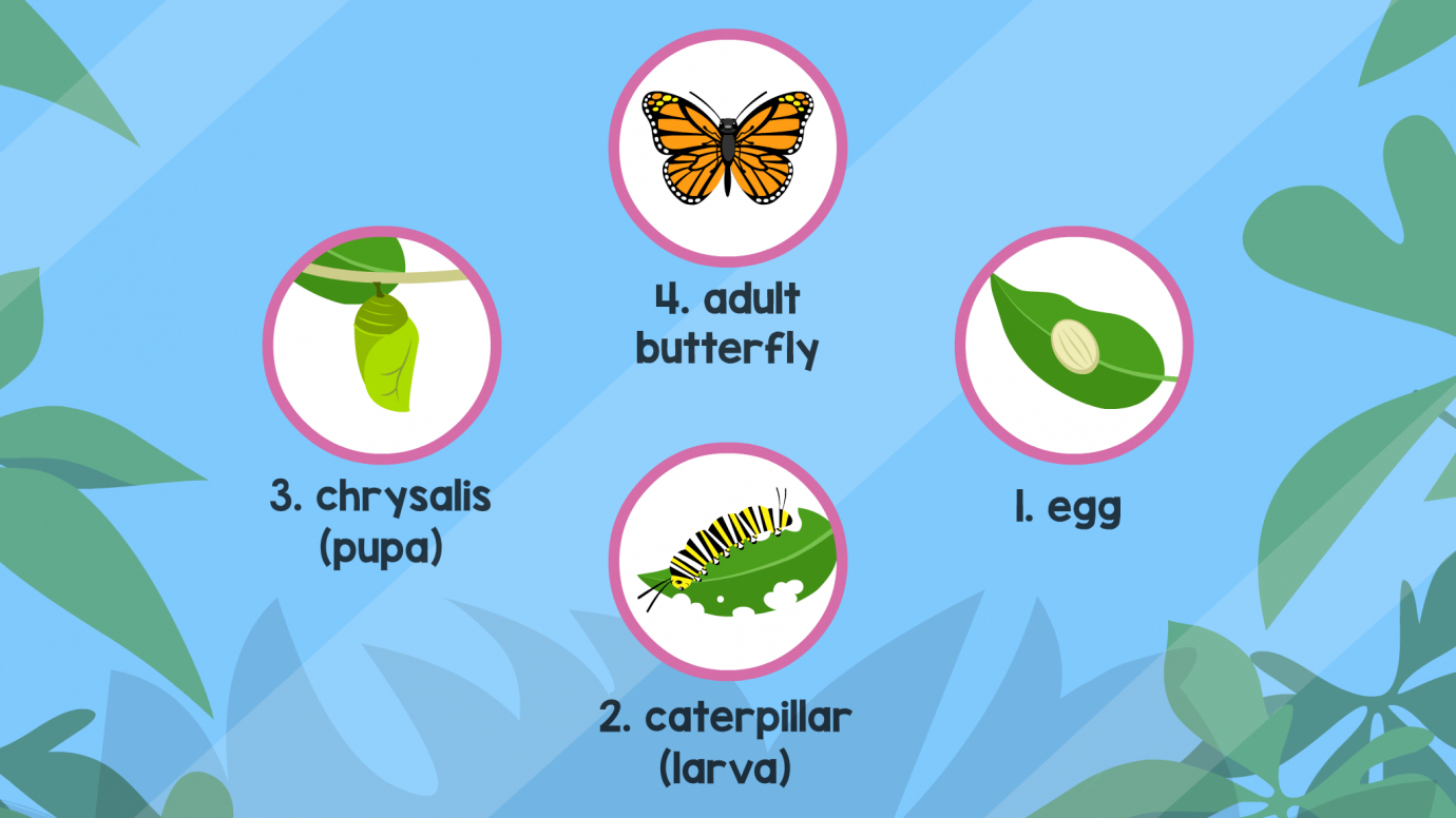 Exploring Nature: The Life Cycle of Butterflies