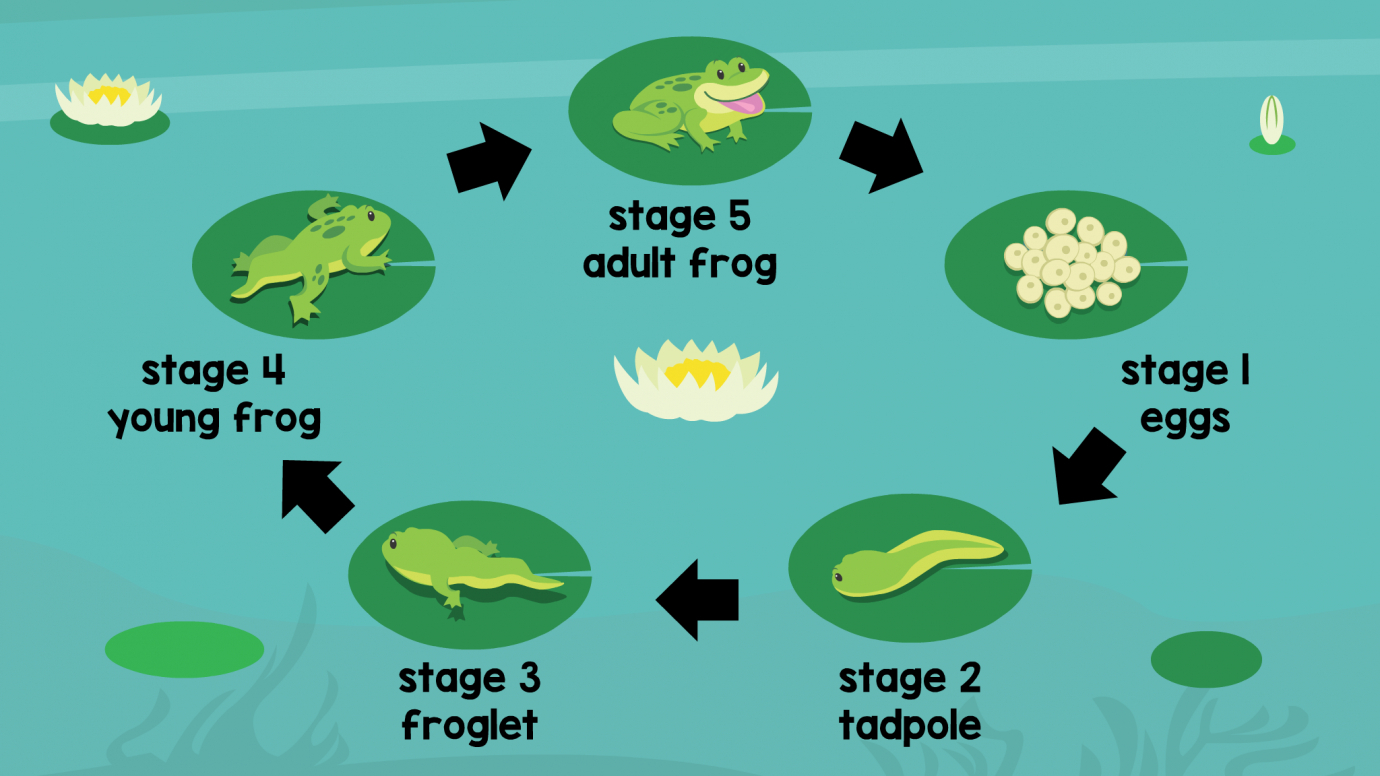 Exploring Nature: The Life Cycle of Frogs